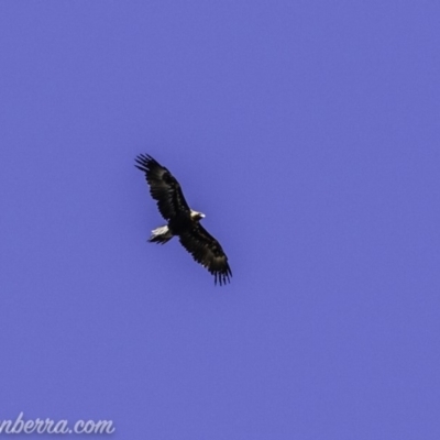 Aquila audax (Wedge-tailed Eagle) at Red Hill, ACT - 15 Nov 2019 by BIrdsinCanberra