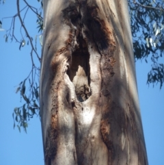 Callocephalon fimbriatum (Gang-gang Cockatoo) at Federal Golf Course - 24 Nov 2019 by KShonk