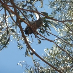 Callocephalon fimbriatum at Red Hill, ACT - suppressed