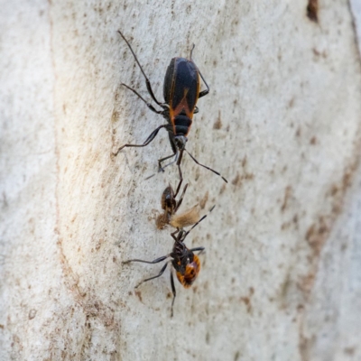 Dindymus circumcinctus (Bordered harlequin bug) at Kambah, ACT - 24 Nov 2019 by Marthijn