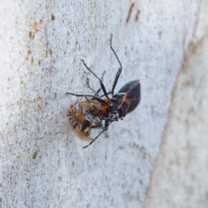 Dindymus circumcinctus at Kambah, ACT - 24 Nov 2019 04:36 PM