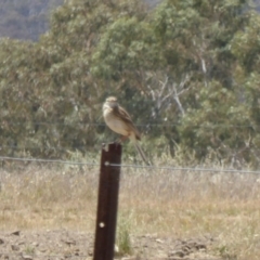 Anthus australis (Australian Pipit) at Lake Burley Griffin West - 24 Nov 2019 by AndyRussell