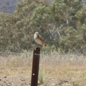 Anthus australis at Hackett, ACT - 24 Nov 2019 12:22 PM