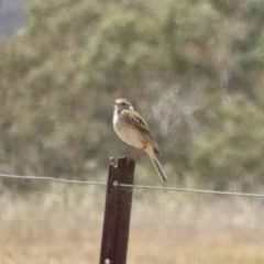 Anthus australis at Hackett, ACT - 24 Nov 2019 12:22 PM