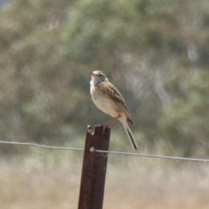 Anthus australis at Hackett, ACT - 24 Nov 2019