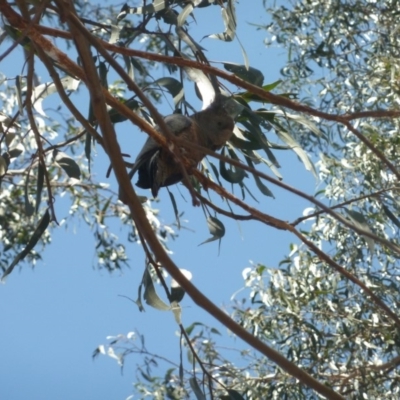 Callocephalon fimbriatum (Gang-gang Cockatoo) at Federal Golf Course - 24 Nov 2019 by KShonk