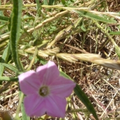 Convolvulus angustissimus subsp. angustissimus (Australian Bindweed) at Lake Burley Griffin West - 24 Nov 2019 by AndyRussell