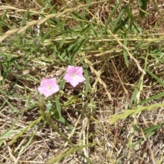 Convolvulus angustissimus subsp. angustissimus at Hackett, ACT - 24 Nov 2019 12:23 PM