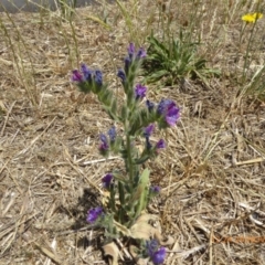 Echium plantagineum (Paterson's Curse) at Lake Burley Griffin West - 24 Nov 2019 by AndyRussell