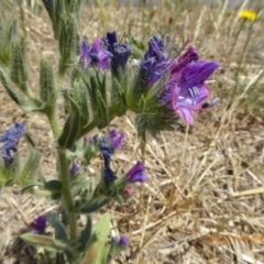 Echium plantagineum at Hackett, ACT - 24 Nov 2019