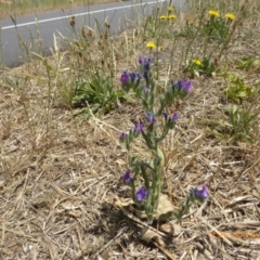 Echium plantagineum at Hackett, ACT - 24 Nov 2019 12:25 PM