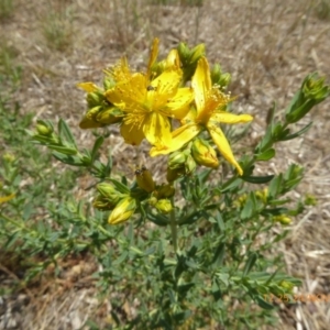 Hypericum perforatum at Hackett, ACT - 24 Nov 2019 12:25 PM