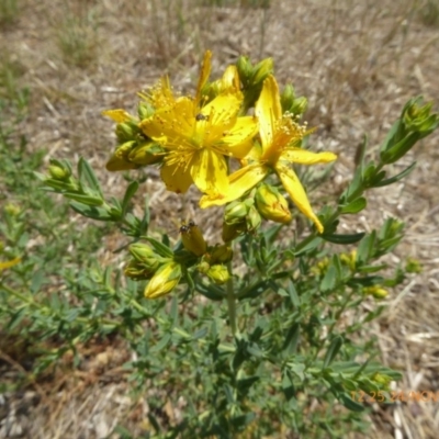 Hypericum perforatum (St John's Wort) at Hackett, ACT - 24 Nov 2019 by AndyRussell