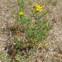 Hypericum perforatum at Hackett, ACT - 24 Nov 2019 12:25 PM