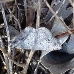 Taxeotis intextata (Looper Moth, Grey Taxeotis) at Aranda, ACT - 23 Nov 2019 by KMcCue