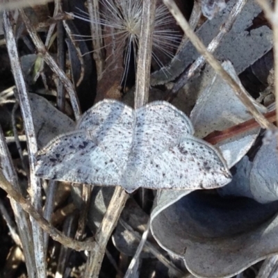 Taxeotis intextata (Looper Moth, Grey Taxeotis) at Aranda, ACT - 23 Nov 2019 by KMcCue