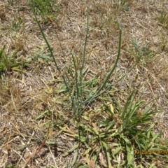 Chondrilla juncea (Skeleton Weed) at Lake Burley Griffin West - 24 Nov 2019 by AndyRussell