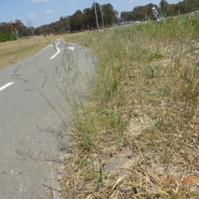 Eragrostis curvula (African Lovegrass) at Hackett, ACT - 24 Nov 2019 by AndyRussell