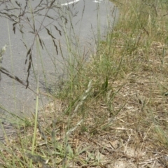 Eragrostis curvula at Hackett, ACT - 24 Nov 2019