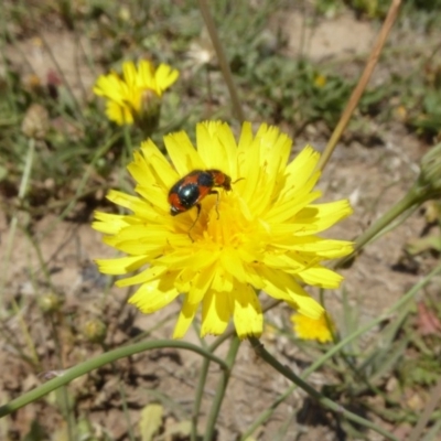 Dicranolaius villosus (Melyrid flower beetle) at Yarramundi Grassland
 - 24 Nov 2019 by AndyRussell