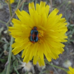 Dicranolaius villosus at Hackett, ACT - 24 Nov 2019