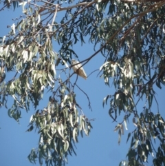 Cacatua sanguinea (Little Corella) at Federal Golf Course - 24 Nov 2019 by KShonk