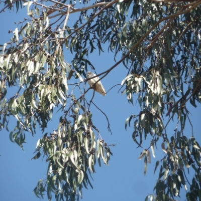 Cacatua sanguinea (Little Corella) at Garran, ACT - 24 Nov 2019 by KShonk