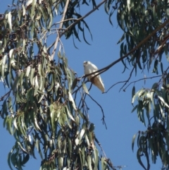 Cacatua sanguinea at Garran, ACT - 24 Nov 2019