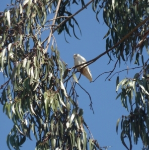 Cacatua sanguinea at Garran, ACT - 24 Nov 2019