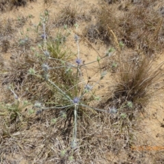 Eryngium ovinum (Blue Devil) at Yarramundi Grassland
 - 24 Nov 2019 by AndyRussell