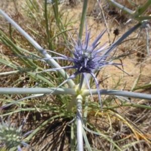 Eryngium ovinum at Hackett, ACT - 24 Nov 2019