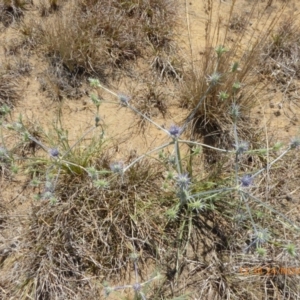 Eryngium ovinum at Hackett, ACT - 24 Nov 2019