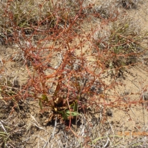 Rumex dumosus at Hackett, ACT - 24 Nov 2019 12:38 PM