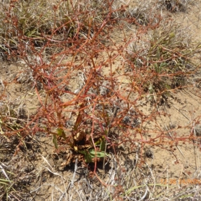 Rumex dumosus (Wiry Dock) at Yarramundi Grassland
 - 24 Nov 2019 by AndyRussell