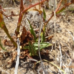 Rumex dumosus at Hackett, ACT - 24 Nov 2019 12:38 PM