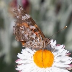 Vanessa kershawi (Australian Painted Lady) at Bimberi Nature Reserve - 23 Nov 2019 by SWishart