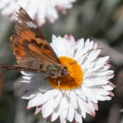 Vanessa kershawi at Cotter River, ACT - 23 Nov 2019