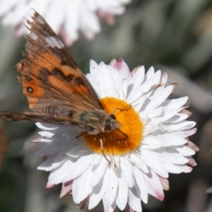 Vanessa kershawi at Cotter River, ACT - 23 Nov 2019