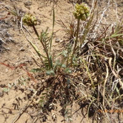 Sanguisorba minor (Salad Burnet, Sheep's Burnet) at Yarramundi Grassland
 - 24 Nov 2019 by AndyRussell