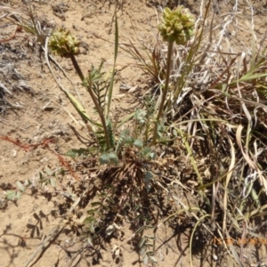 Sanguisorba minor at Hackett, ACT - 24 Nov 2019