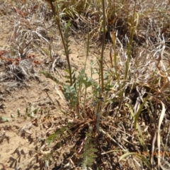 Sanguisorba minor at Hackett, ACT - 24 Nov 2019