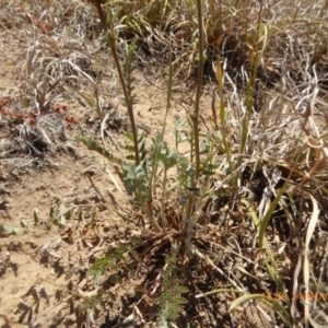 Sanguisorba minor at Hackett, ACT - 24 Nov 2019 12:38 PM