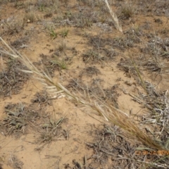 Austrostipa (genus) (A Corkscrew Grass) at Hackett, ACT - 24 Nov 2019 by AndyRussell