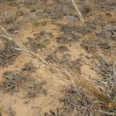 Austrostipa sp. (A Corkscrew Grass) at Hackett, ACT - 24 Nov 2019 by AndyRussell