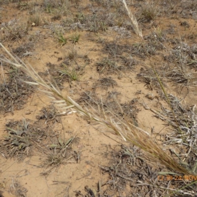 Austrostipa (genus) (A Corkscrew Grass) at Hackett, ACT - 24 Nov 2019 by AndyRussell