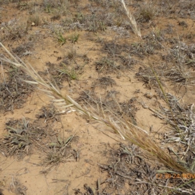 Austrostipa sp. (A Corkscrew Grass) at Hackett, ACT - 24 Nov 2019 by AndyRussell