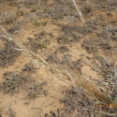 Austrostipa sp. (genus) (A corkscrew grass) at Yarramundi Grassland  - 24 Nov 2019 by AndyRussell
