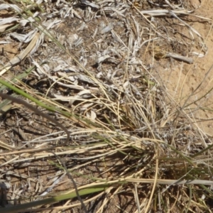 Austrostipa sp. at Hackett, ACT - 24 Nov 2019 12:40 PM