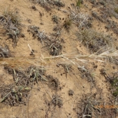 Austrostipa sp. at Hackett, ACT - 24 Nov 2019 12:40 PM