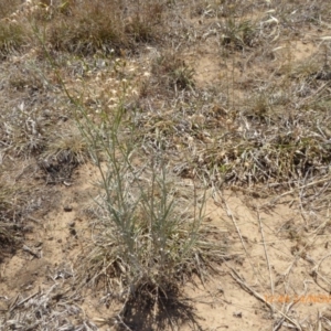 Senecio quadridentatus at Hackett, ACT - 24 Nov 2019